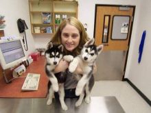 Cutest Blue eyes Male and Female Siberian Husky Puppies Ready