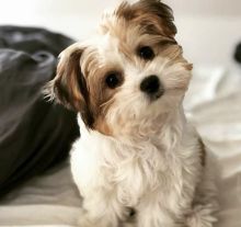 Excellence lovely Male and Female morkie Puppies for adoption