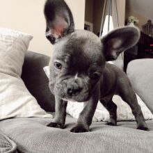 Healthy French Bulldog Puppies Available..EMAIL AT ??[blakeoscar91@gmail.com]for details and picture