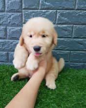 Healthy, Home Raised Golden Retriever Puppies email us on(blakeoscar91@gmail.com).