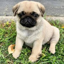 Lovely Cute PUG Puppies For Re-homing.