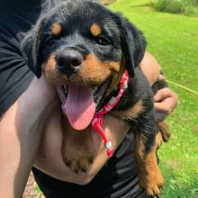 Rottweiler puppies for adoption (blakeoscar91@gmail.com)