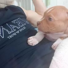 beautifull Blue nose pitbull puppies ready for a new home Image eClassifieds4u