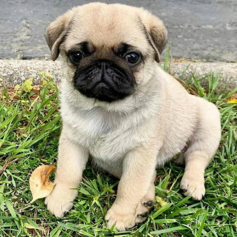 Lovely Cute PUG Puppies For Re-homing. Image eClassifieds4u