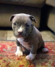 Adorable male and female Blue nose pitbull puppies for adoption (blakeoscar91@gmail.com) Image eClassifieds4u 2