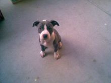 Two pitbull puppies for adoption (blakeoscar91@gmail.com) Image eClassifieds4u 3