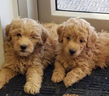 Adorable Golden doodle Puppies Image eClassifieds4U