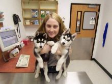 Cutest Blue eyes Male and Female Siberian Husky Puppies Ready Image eClassifieds4U