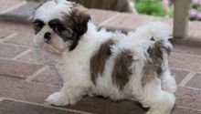 Fantastic french bulldog Puppies Male and Female for adoption Image eClassifieds4u 2