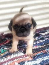 Adorable Pug puppies for interested homes