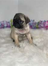 Beautiful Pug Puppies Available