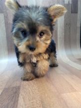 Lovely Yorkie puppies available For Rehoming
