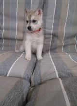 Straight up Blue Eyes Siberian Husky Puppies For Sale