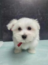 Adorable Maltese puppies for adoption