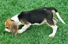 BEAUTIFUL BEAGLE PUPPIES Call or text us at ‪(317) 360-8691‬