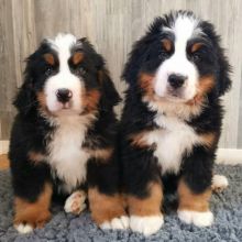 Bernese mountain puppies (lenonfrank8@gmail.com)