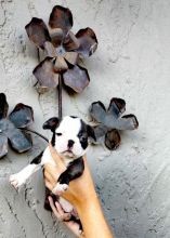 Boston terrier For Sale Call or text us at ‪(317) 360-8691‬