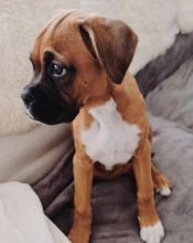 Boxer puppies (scottsteve8413@gmail.com)