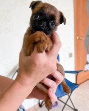 Bruxellois Griffon puppies available near me