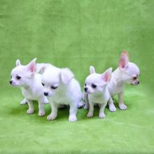 Chihuahua puppies (smith85scott@gmail.com)