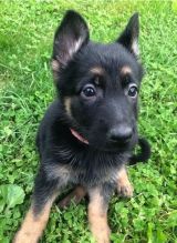 CKC German Shepherd Pups, 2 still available! Ready to go this week!