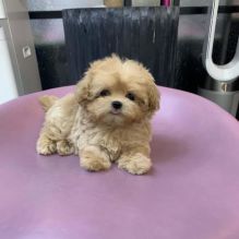 Cute Maltipoo Puppies For Sale Call or text us at ‪(317) 360-8691‬