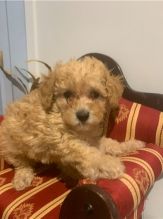 Cute Toy Poodle puppies for Re-homing.