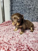 Dachshund puppies Available Miniature Male and Female Available
