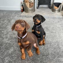 Doberman pincher puppies (charles76will@gmail.com)