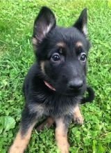 German Shepherd (Boy & Girl)