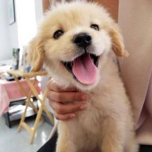 Golden Retriever puppies (curtjane85@gmail.com)