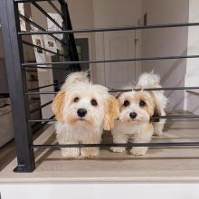 Havanese puppies (tomliam017@gmail.com)