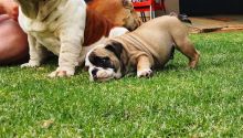 Home Raised English Bulldog puppy Available For Sale Call or text us at ‪(317) 360-8691‬