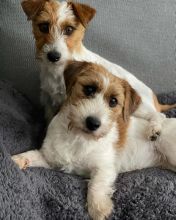 Jack Russel puppies (roybetty699@gmail.com)