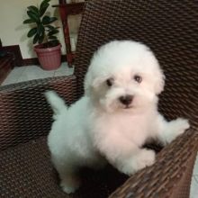 Lovely Bichon Frise puppies (liamsteve8512@gmail.com)