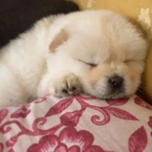 Lovely Chow Chow puppies (liamsteve8523@gmail.com)