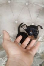 Lovely Miniature Pinscher Puppies Call or text us at ‪(317) 360-8691‬
