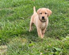 Loving Labrador retriever puppies for sale 10 weeks old Call or text us at ‪(317) 360-8691‬