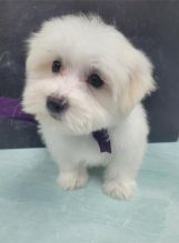 Male and Female Maltese Puppies Ready