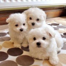 Maltese puppies (christineharvey905@gmail.com)