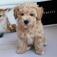 Maltipoo puppies (smithgraham658@gmail.com)