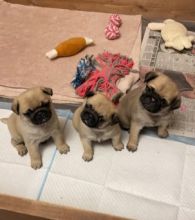 Pug Puppies Ready Call or text us at ‪(317) 360-8691