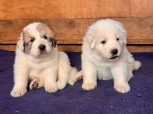 Pyrenees puppies (alexbethany8@gmail.com)