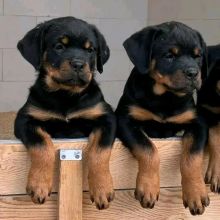 Rottweiler puppies (charlesdennis779@gmail.com)