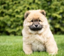 Stunning Chow Chow 10weeks old Puppies looking for new home Call or text us at ‪(317) 360-8691‬