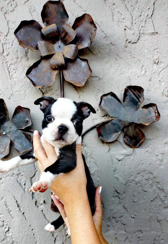 Boston terrier For Sale Call or text us at ‪(317) 360-8691‬ Image eClassifieds4u