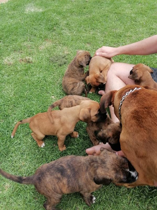 Boxer Puppies Call or text us at ‪(317) 360-8691‬ Image eClassifieds4u