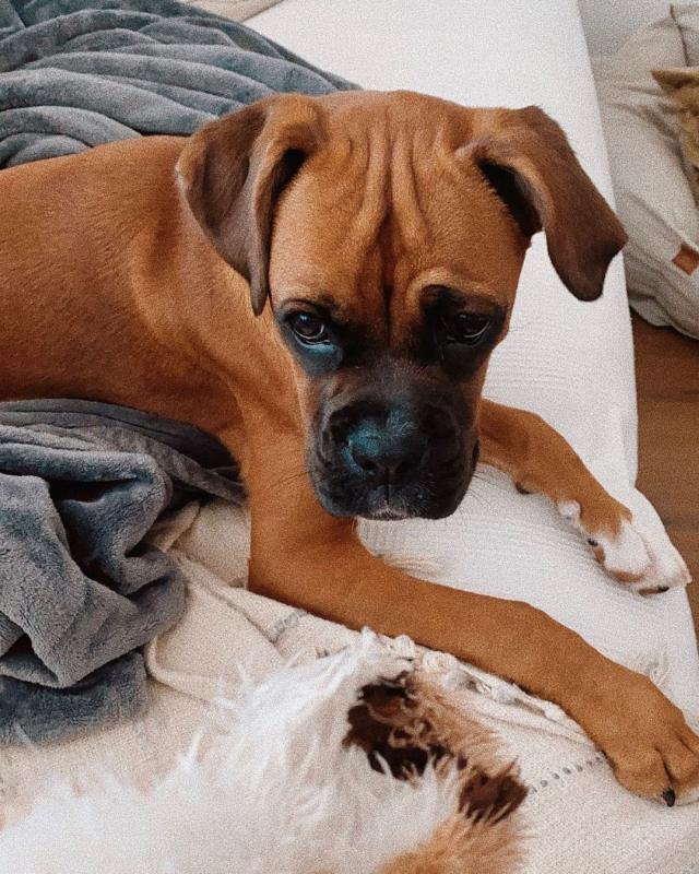 Boxer puppies (scottsteve8413@gmail.com) Image eClassifieds4u