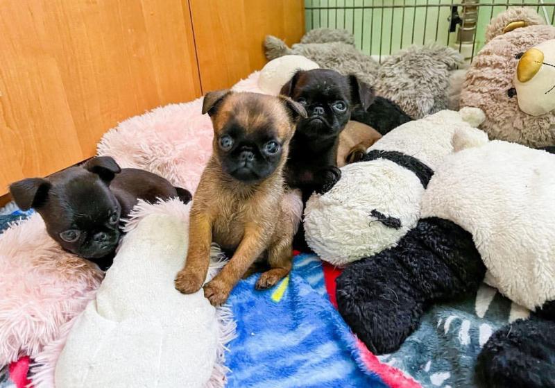 Bruxellois Griffon puppies available near me Image eClassifieds4u