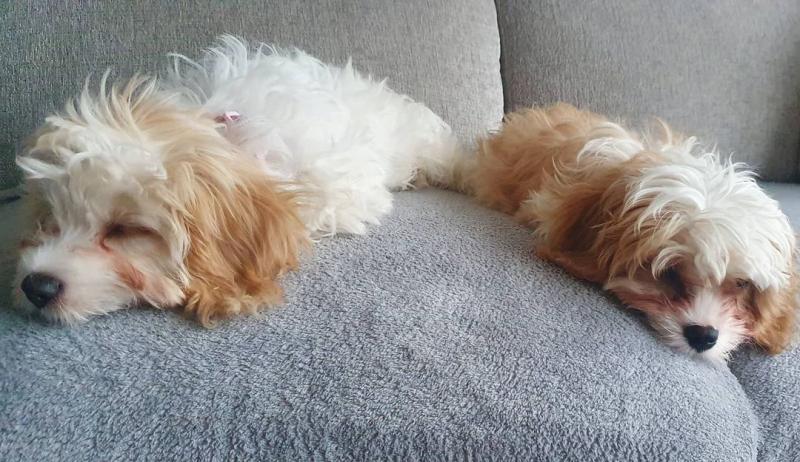 Cavachon puppies (gibbscharles07@gmail.com) Image eClassifieds4u